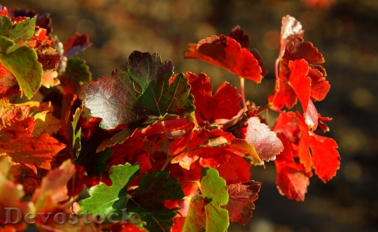 Devostock Red Green Leaves Vines