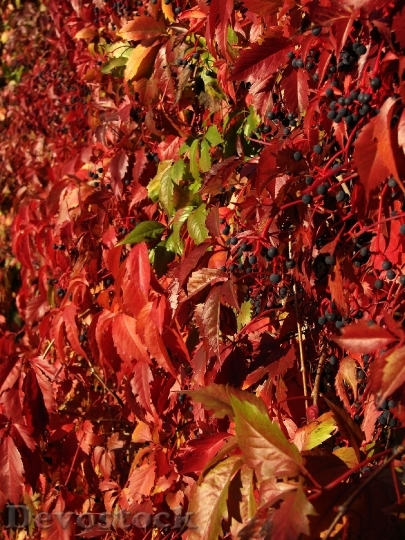Devostock Red Ivy Red Leaves 0