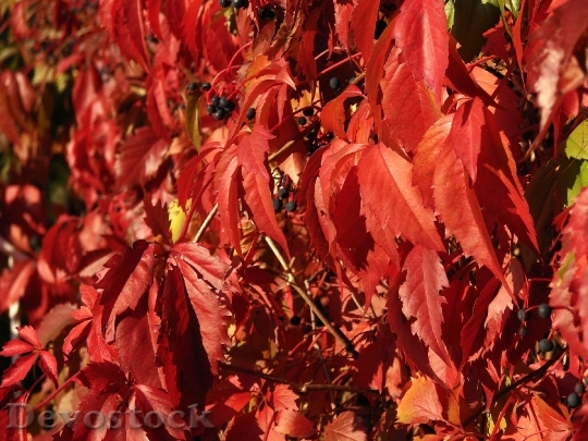 Devostock Red Ivy Red Leaves