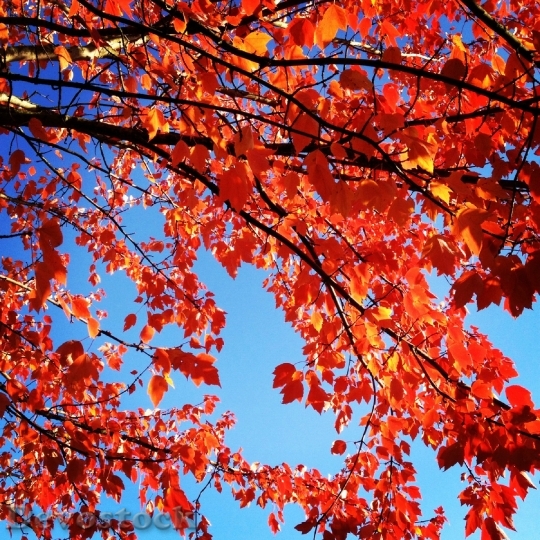 Devostock Red Leaves Autumn Fall