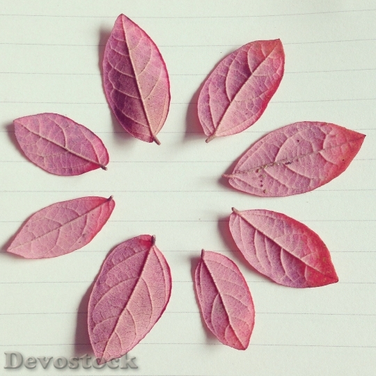 Devostock Red Leaves Autumn Paper