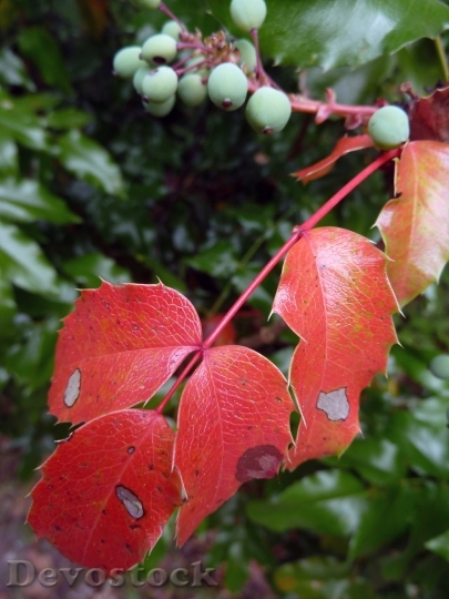 Devostock Red Leaves Autumn Season
