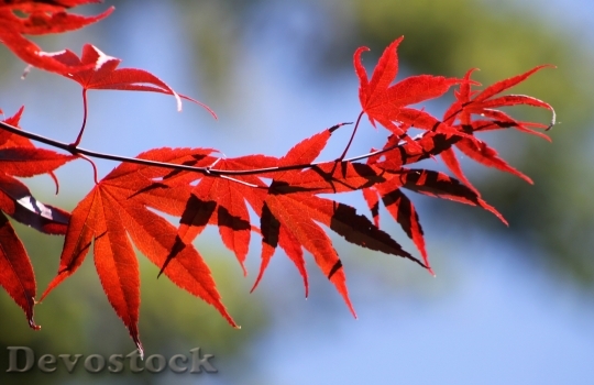 Devostock Red Leaves Fall Autumn