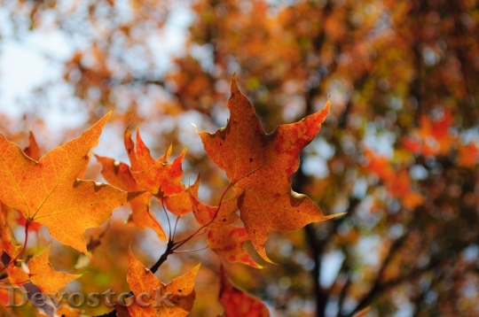 Devostock Red Leaves Late Autumn
