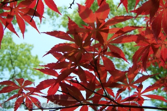 Devostock Red Leaves Maple Autumn 0
