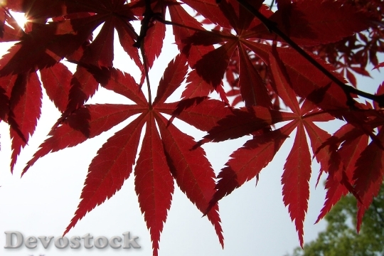 Devostock Red Leaves Maple Autumn