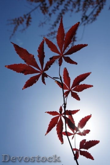 Devostock Red Leaves Maple Sunshine