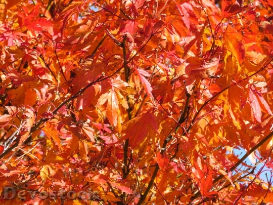 Devostock Red Leaves Tree Autumn