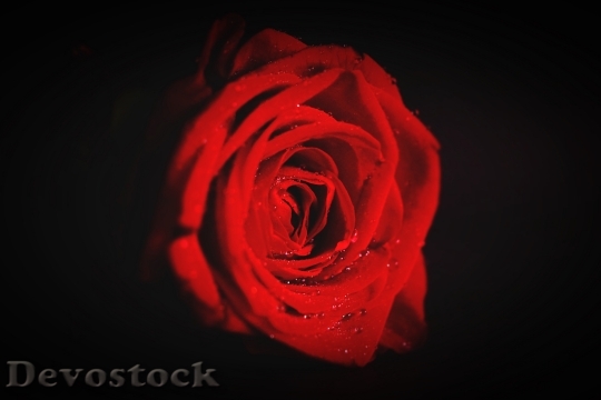 Devostock Red Love Art 6175