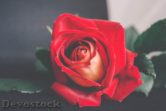 Devostock Red Love Romantic 10704