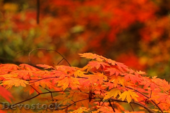 Devostock Red Maple Leaf Autumn 0