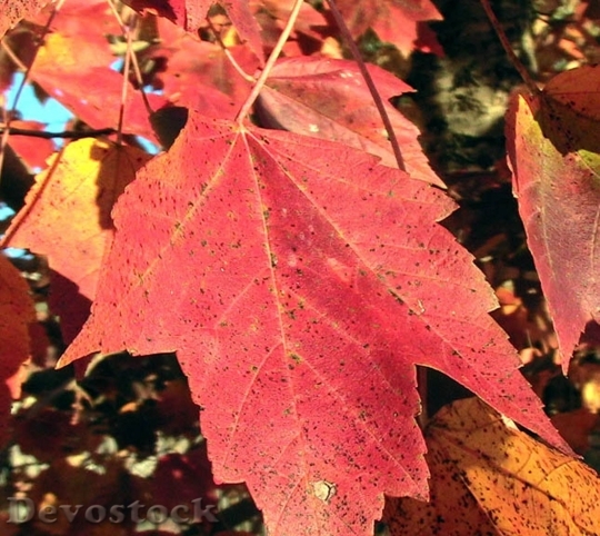 Devostock Red Maple Leaf In