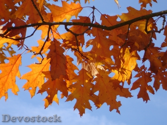 Devostock Red Oak Autumn Leaves