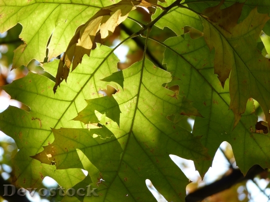 Devostock Red Oak Leaves Green
