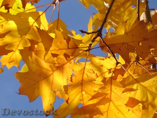 Devostock Red Oak Oak Leaves