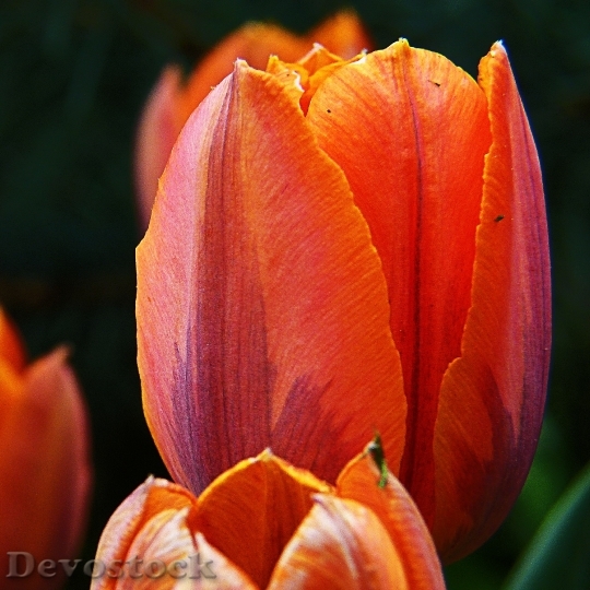 Devostock Red Orange Tulip Flower