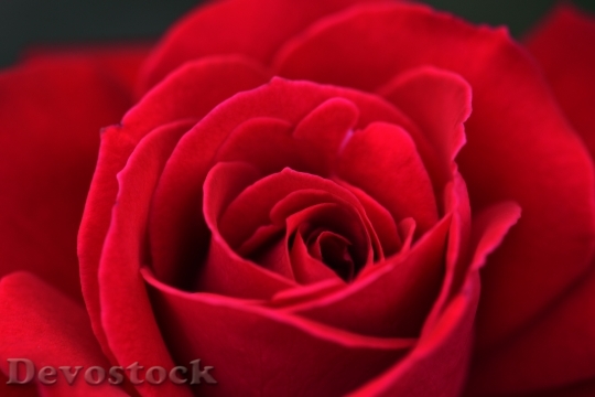 Devostock Red Petals Blur 6517