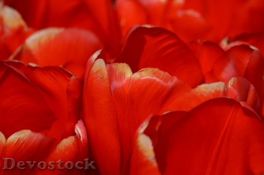 Devostock Red Pink Tulips Northwest