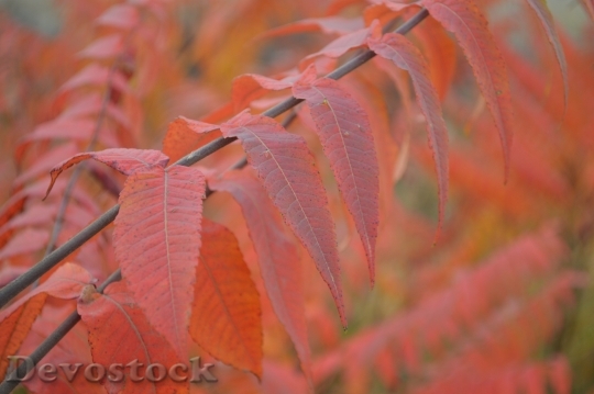 Devostock Red Red Leaves Autumn