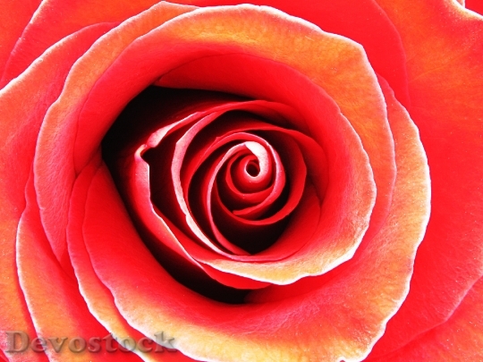 Devostock Red Romantic Petals 616