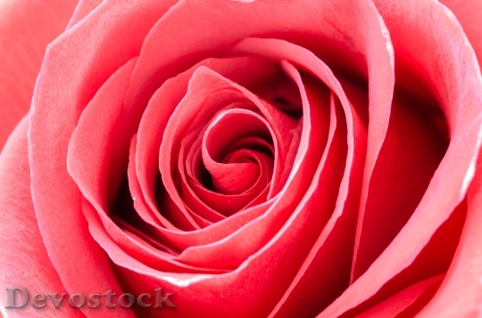 Devostock Red Romantic Petals 6356