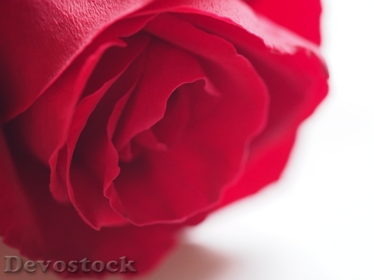 Devostock Red Romantic Petals 7844