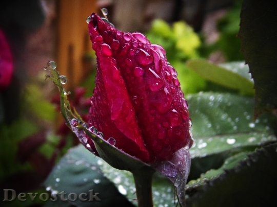 Devostock Red Rose Rain Drops