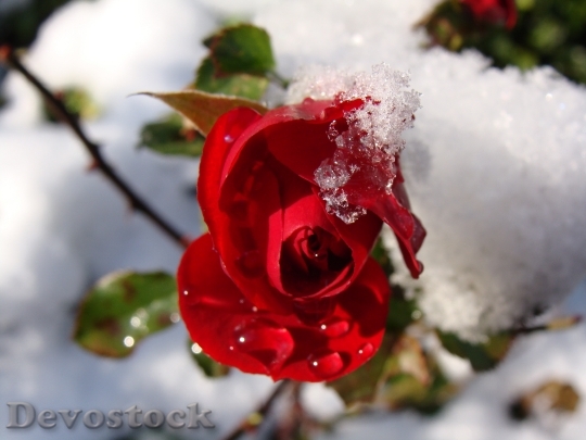 Devostock Red Rose Snow Drops