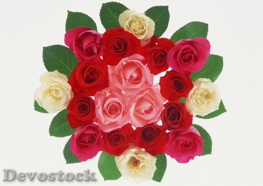 Devostock Red Rose With Water