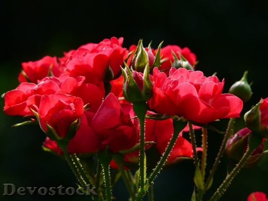 Devostock Red Roses Rose Roses Back Light 8809 4K.jpeg