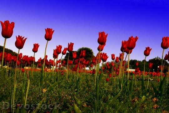 Devostock Red Tulip Field Green