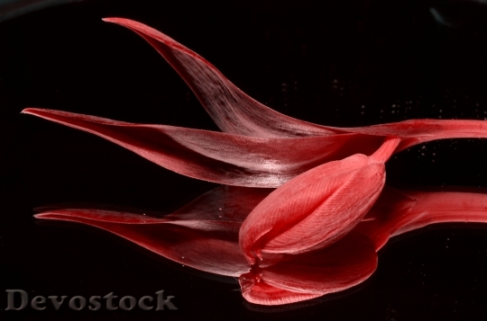 Devostock Red Tulip Flower 135933