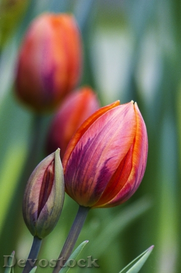 Devostock Red Tulip Flower Garden