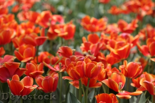 Devostock Red Tulip Flowers 1358187