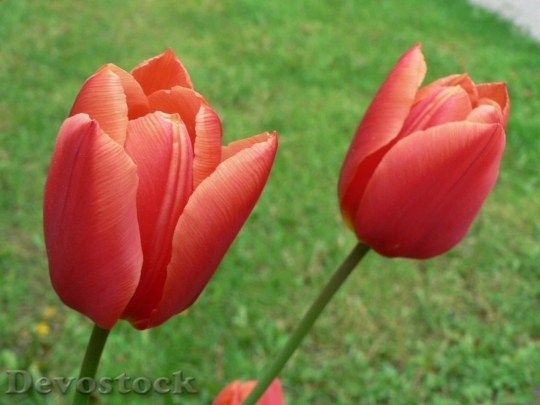 Devostock Red Tulips 1