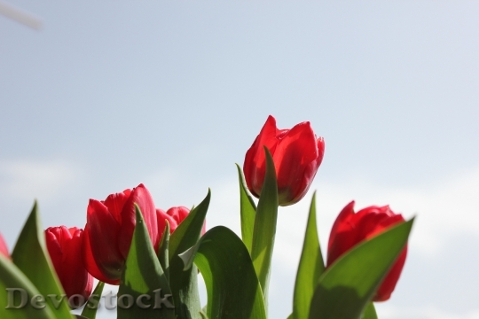 Devostock Red Tulips Flower Flowers