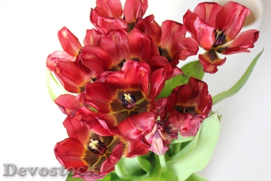 Devostock Red Tulips Flower Nature