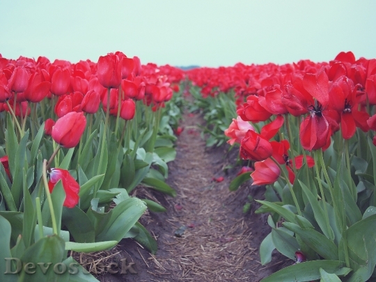Devostock Red Tulips Flowers Garden 0