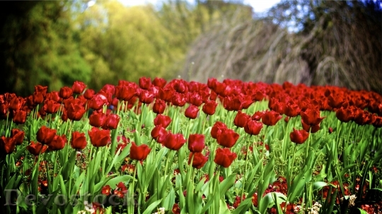 Devostock Red Tulips Flowers Garden 1