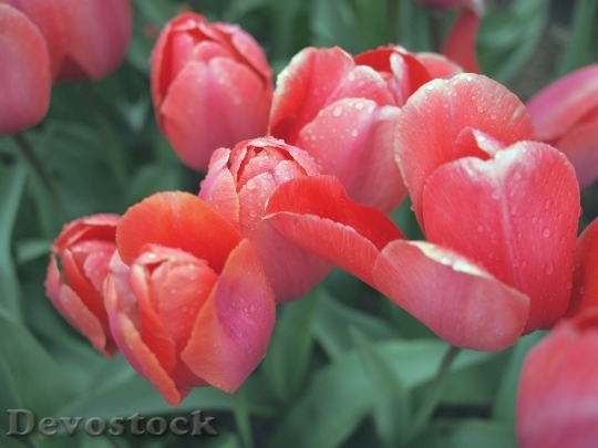 Devostock Red Tulips Flowers Garden 2