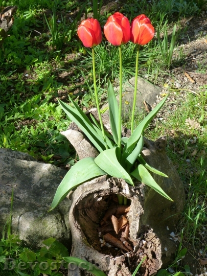 Devostock Red Tulips Flowers Garden
