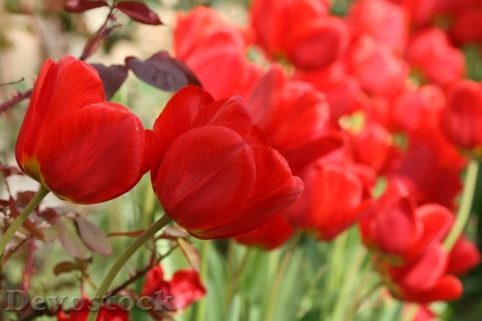 Devostock Red Tulips Flowers Tulip