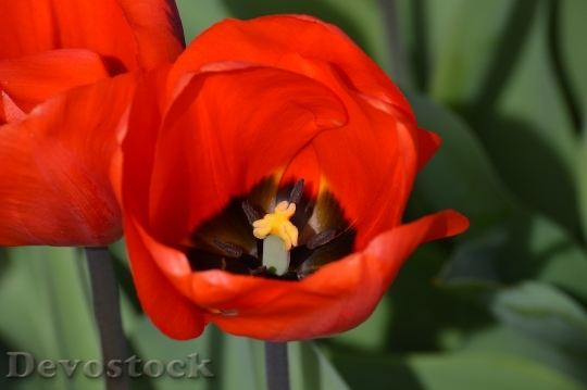 Devostock Red Tulips Northwest Washington