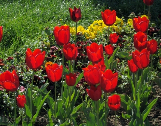 Devostock Red Tulips Tulips Flowers