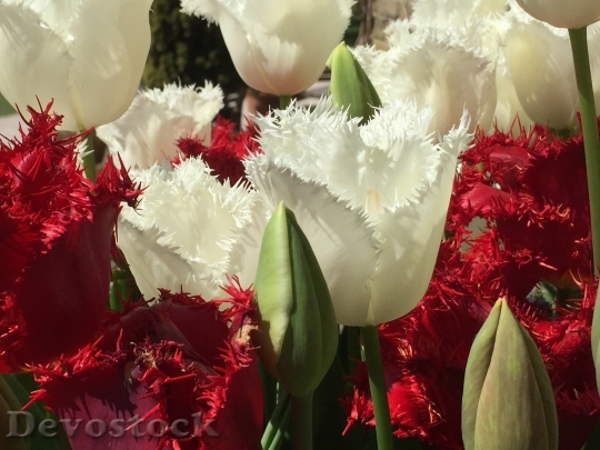 Devostock Red White Tulips Flowers