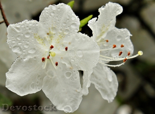 Devostock Rhododendron Plant Nature Spring