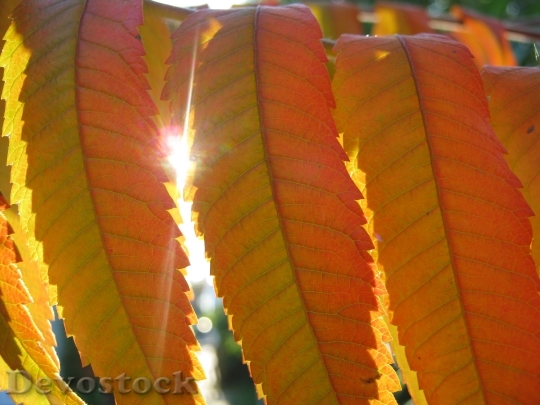 Devostock Rhus Leaves Autumn Emerge