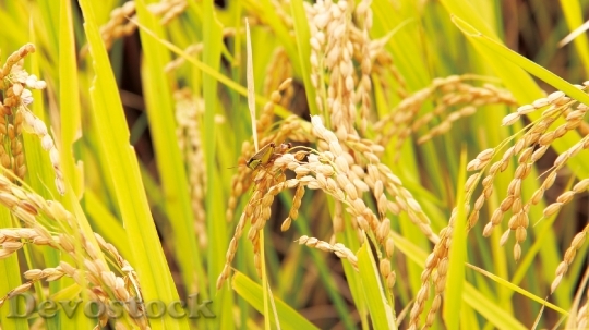 Devostock Rice Field
