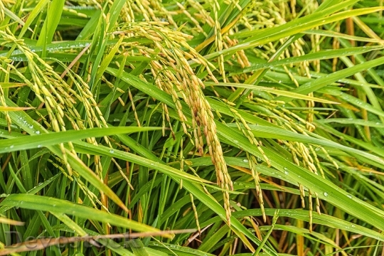 Devostock Rice Sheaves Rice Nature