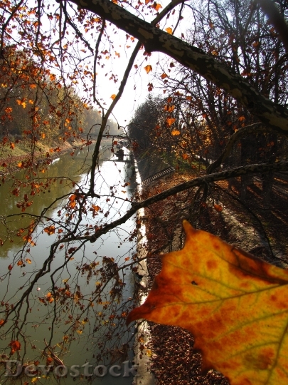 Devostock River Leaves Autumn Wood 0